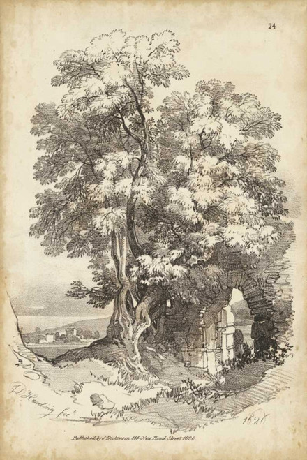 Noble Tree II Poster Print - J.D. Harding