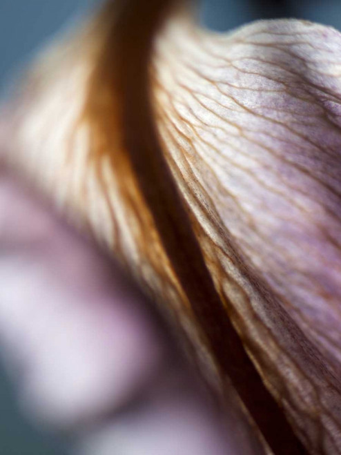 Lily Dusk II Poster Print - Jonathan Nourock