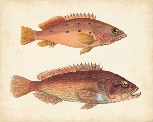 Antique Fish Species I Poster Print - Unknown