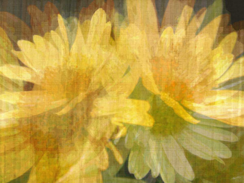 Daisy Daisy I Poster Print - John Butler