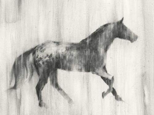 Appaloosa Study I Poster Print - Ethan Harper