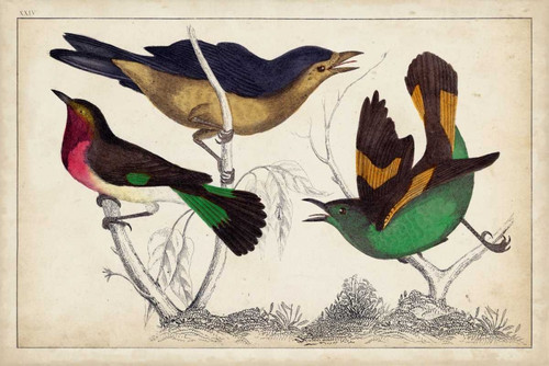 Tropical Bird Trio II Poster Print - Unknown