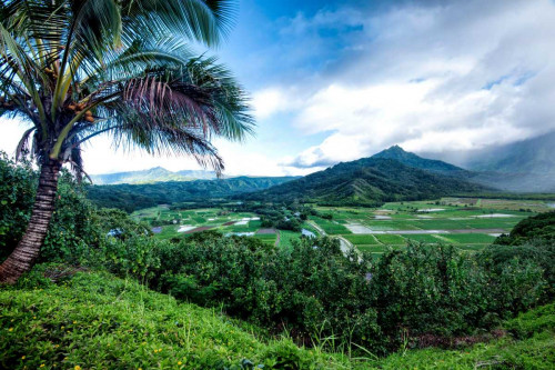 Hanalei Valley Poster Print - Danny Head