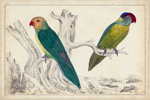 Parrot Pair II Poster Print - Unknown