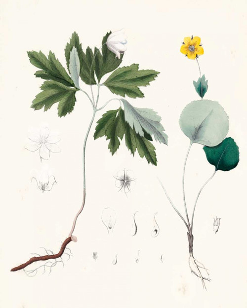 Berge Botanicals III Poster Print - Berge