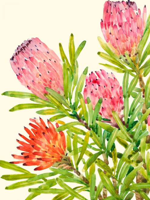 Watercolor Tropical Flowers I Poster Print - Tim OToole