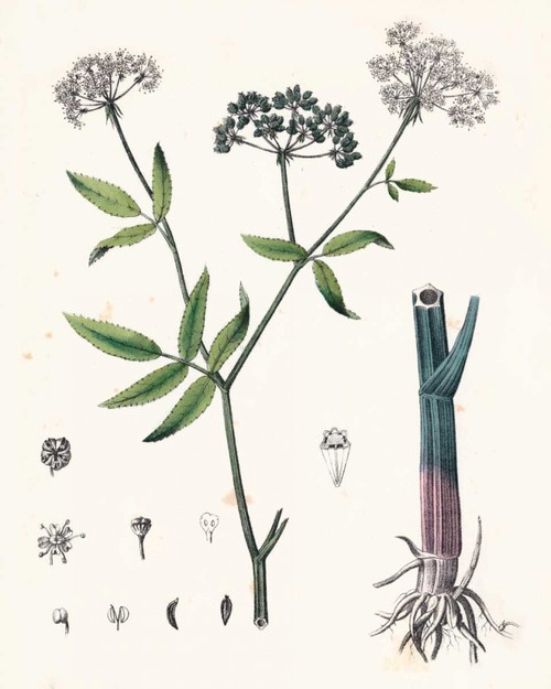 Berge Botanicals II Poster Print - Berge