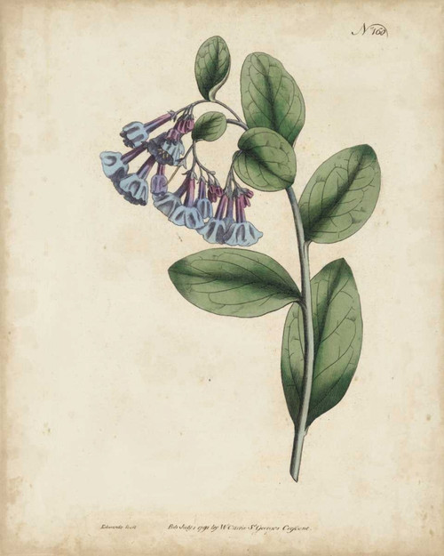 Lavender Curtis Botanicals I Poster Print - Curtis