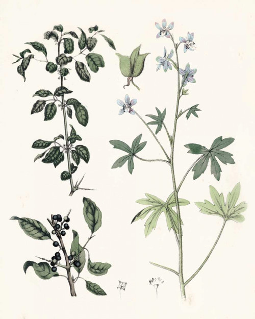 Berge Botanicals IV Poster Print - Berge