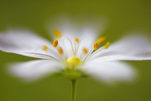 Softly Stitchwort Poster Print - Mandy Disher