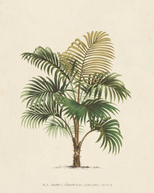 Les Palmiers IV Poster Print - Unknown