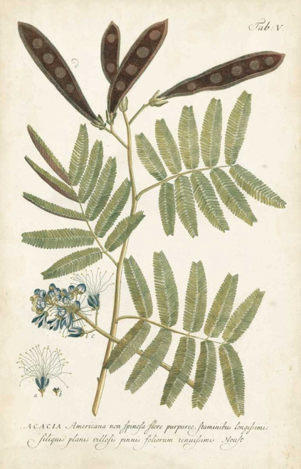 Miller Ferns I Poster Print - Dianne Miller