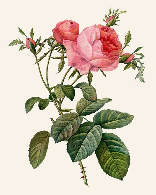 Redoutes Rose II Poster Print - Pierre Redoute