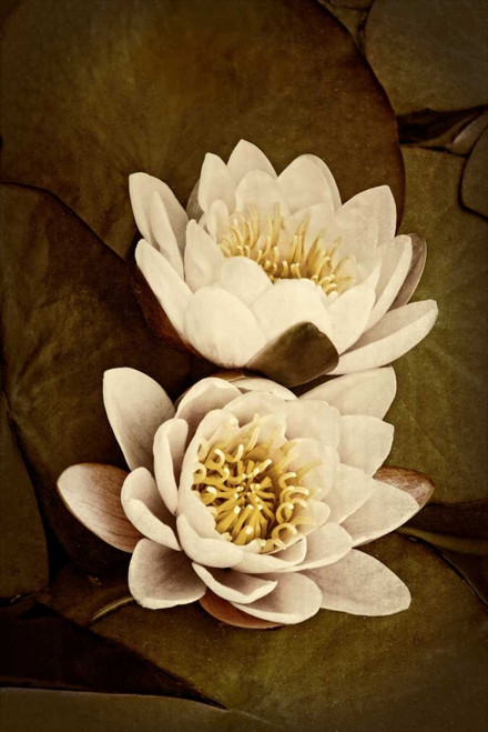 Lily Pad Duo I Poster Print - Rachel Perry