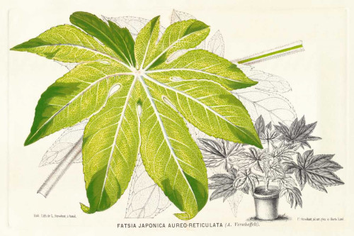 Fern Leaf Foliage I Poster Print - Stroobant