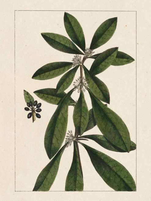 Silva Leaves II Poster Print - John Silva