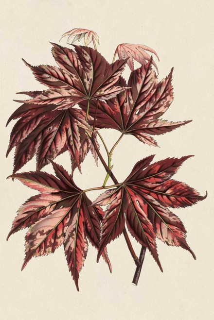 Japanese Maple Leaves II Poster Print - Stroobant