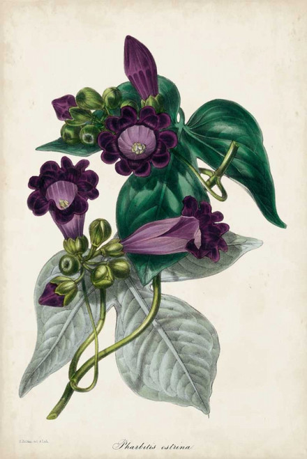 Plum Foxgloves Poster Print - Paxton