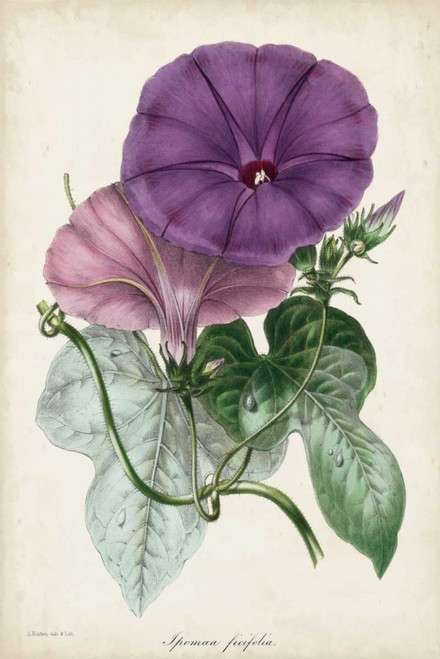 Plum Morning Glory Poster Print - Paxton