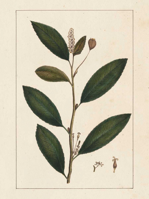 Silva Leaves V Poster Print - John Silva