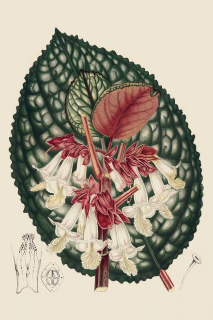 Begonia Varieties III Poster Print - Stroobant