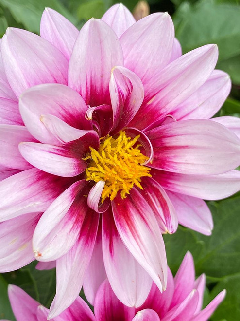 Pink Blooms Poster Print - Anna Coppel