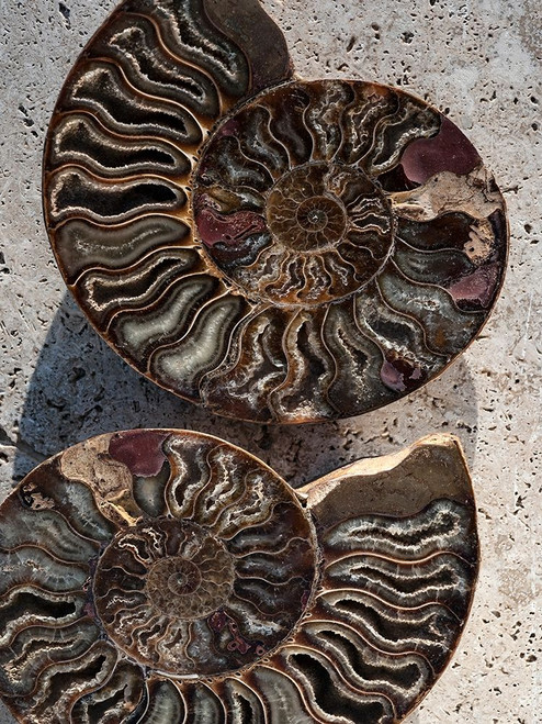 Gifts of the Shore XIII Poster Print - Elena Ray