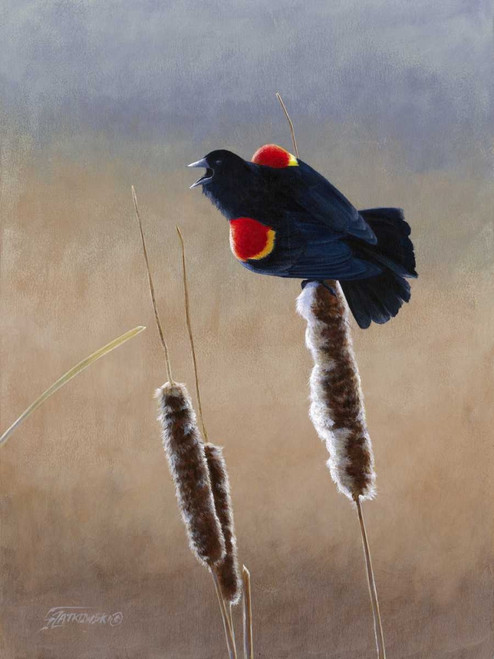 Redwing Morning II Poster Print - Fred Szatkowski