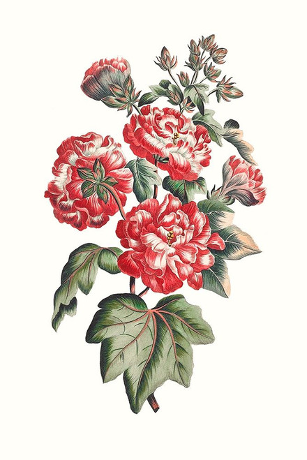 Flowering Hibiscus IV Poster Print - Unknown