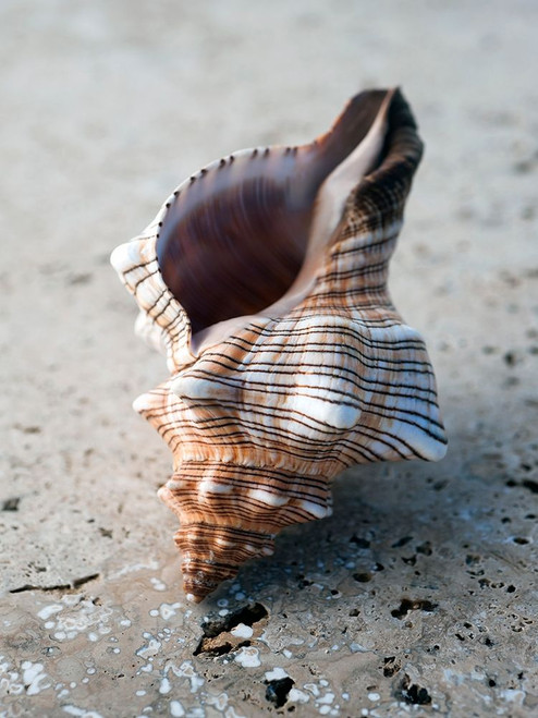Gifts of the Shore II Poster Print - Elena Ray