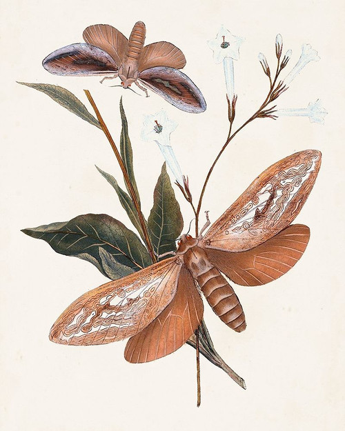 Butterflies and Moths II Poster Print - Unknown