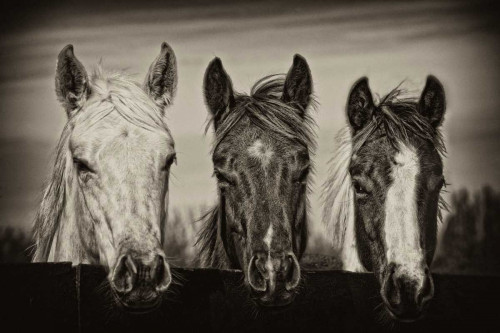 Three Amigos I Poster Print - PHBurchett
