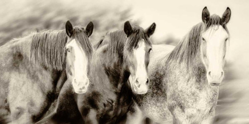 Three Amigos II Poster Print - PHBurchett