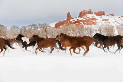 Snow Run III Poster Print - PHBurchett