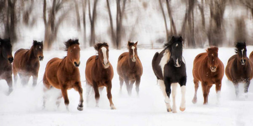 Snow Run I Poster Print - PHBurchett