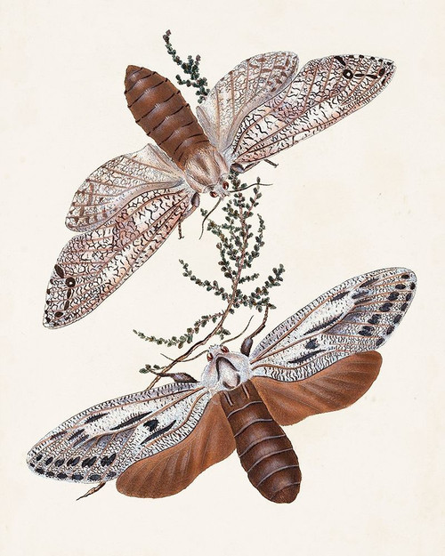 Butterflies and Moths V Poster Print - Unknown
