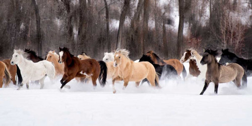 Snow Run II Poster Print - PHBurchett