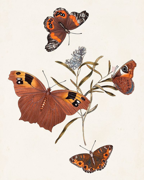 Butterflies and Moths VI Poster Print - Unknown