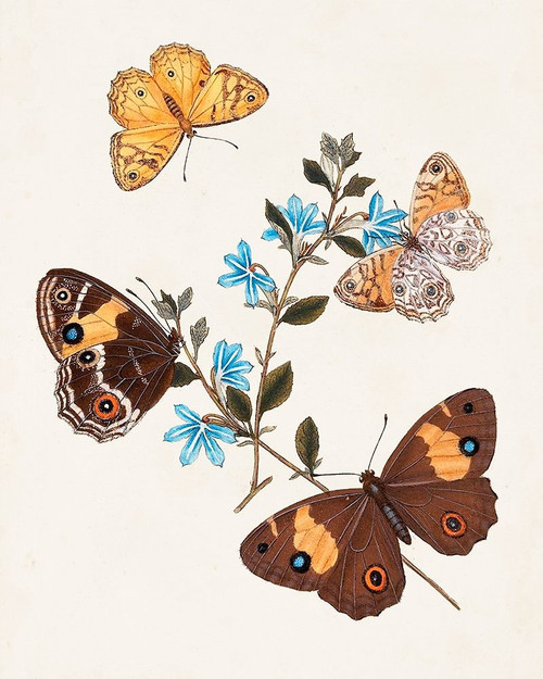 Butterflies and Moths I Poster Print - Unknown
