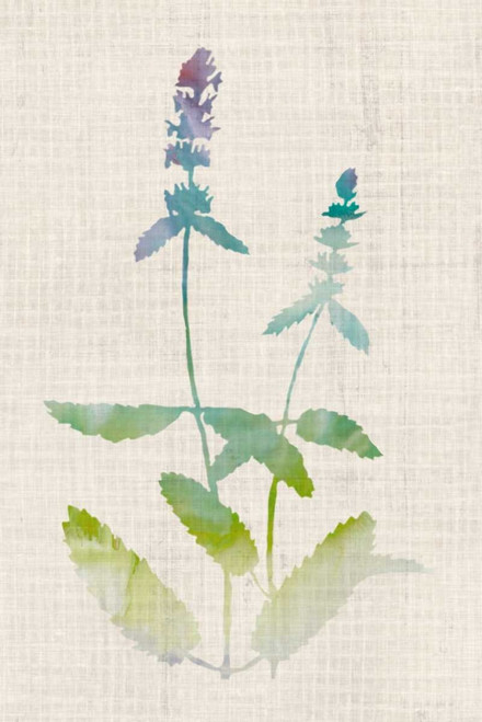 Watercolor Plants IV Poster Print - Naomi McCavitt