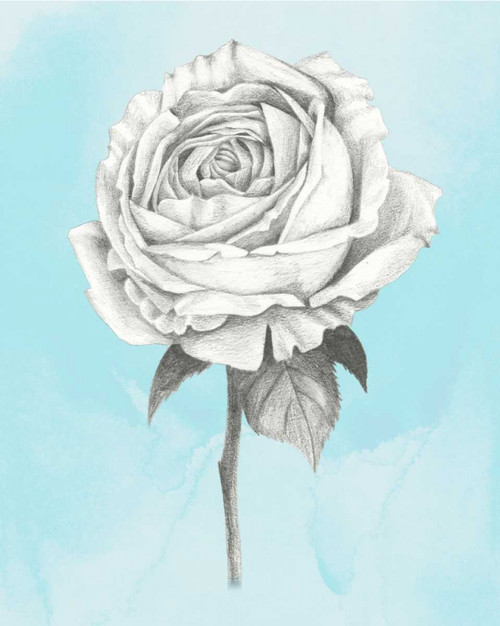 Graphite Rose IV Poster Print - Grace Popp