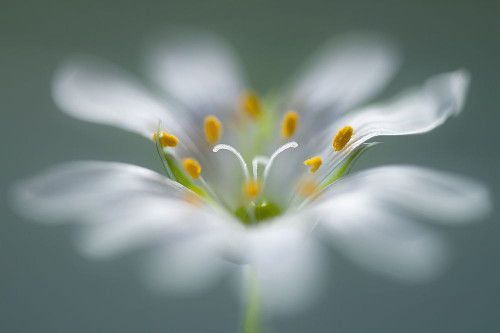Stitchwort Poster Print - Mandy Disher