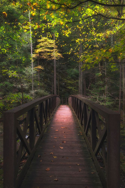 Woodland Narrow Boardwalk Poster Print - Andy Amos