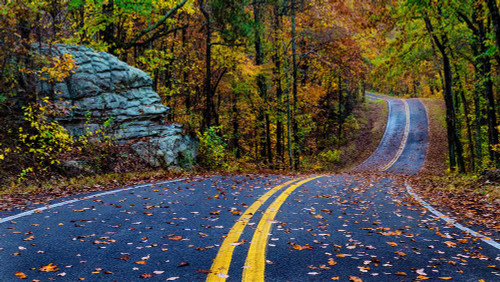 Woodland Road III Poster Print - Andy Amos