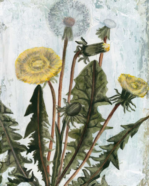 Dandelion Patina II Poster Print - Naomi McCavitt