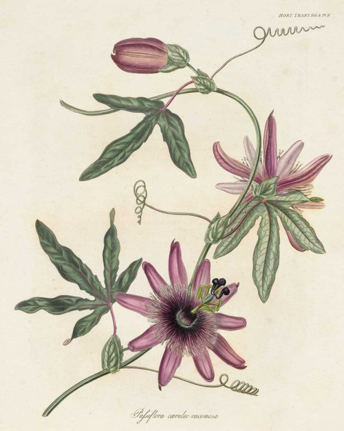 Lavender Blooms II Poster Print - Unknown