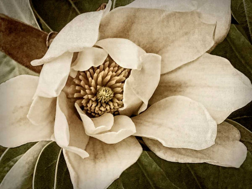 Classic Magnolia I Poster Print - Rachel Perry
