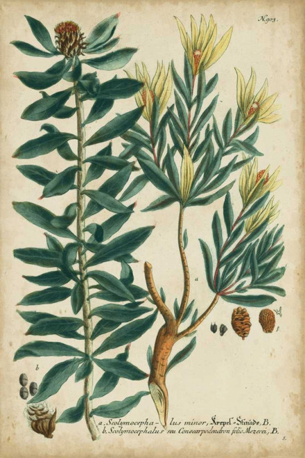 Weinmann Foliage and Fruit IV Poster Print - Weinmann