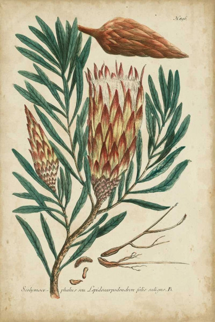 Weinmann Foliage and Fruit III Poster Print - Weinmann