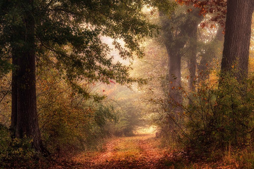 Autumns Walk II Poster Print - Danny Head